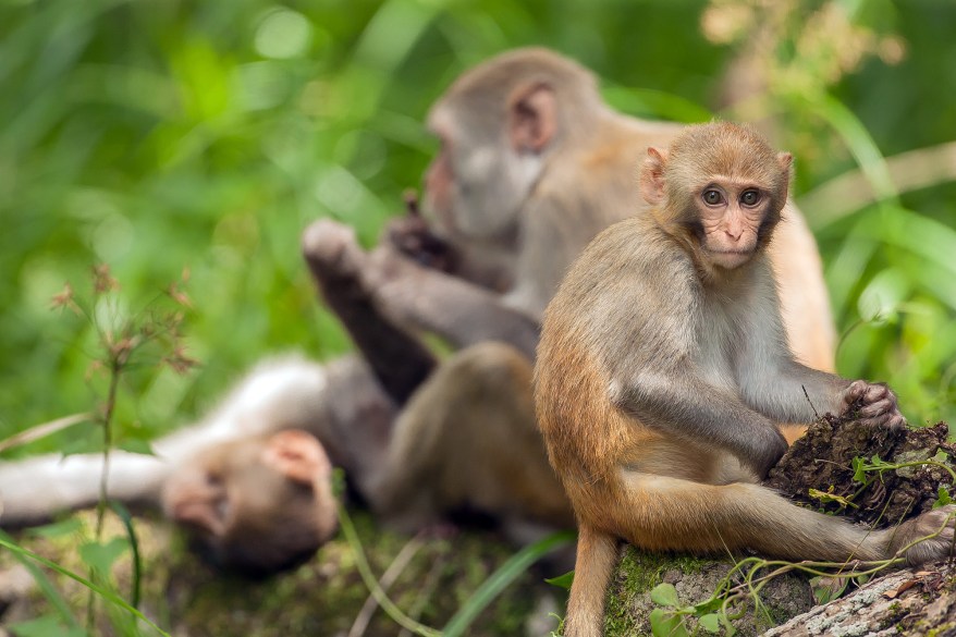 Wild Tarzan Monkeys Sweep Across Florida