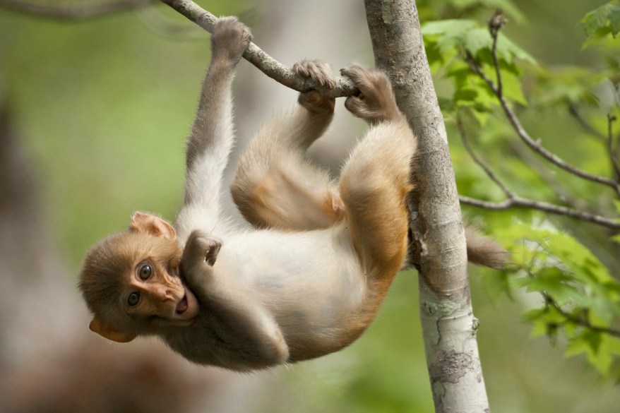 Wild Tarzan Monkeys Sweep Across Florida