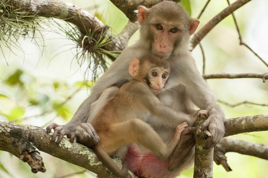 Wild Tarzan Monkeys Sweep Across Florida