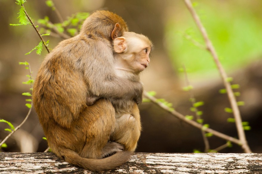 Wild Tarzan Monkeys Sweep Across Florida