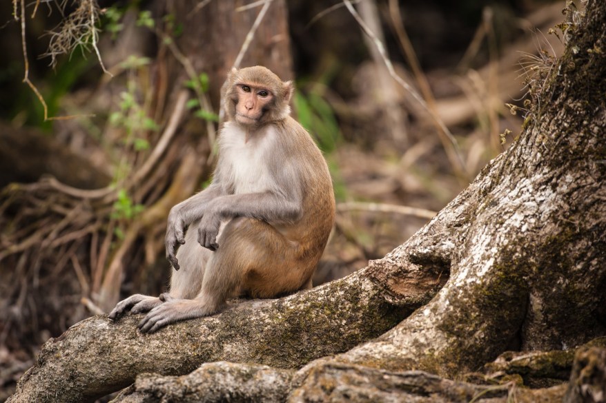 Wild Tarzan Monkeys Sweep Across Florida