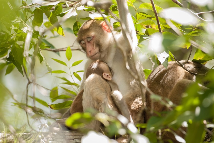 Wild Tarzan Monkeys Sweep Across Florida