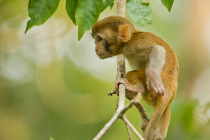 Wild Tarzan Monkeys Sweep Across Florida