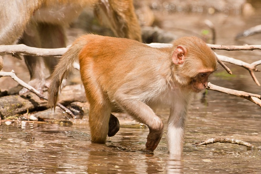 Wild Tarzan Monkeys Sweep Across Florida