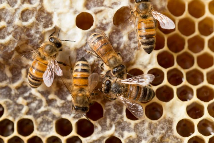 Honey bees on comb