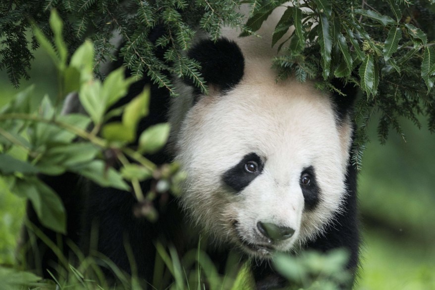 TOPSHOTS-US-CHINA-PANDA