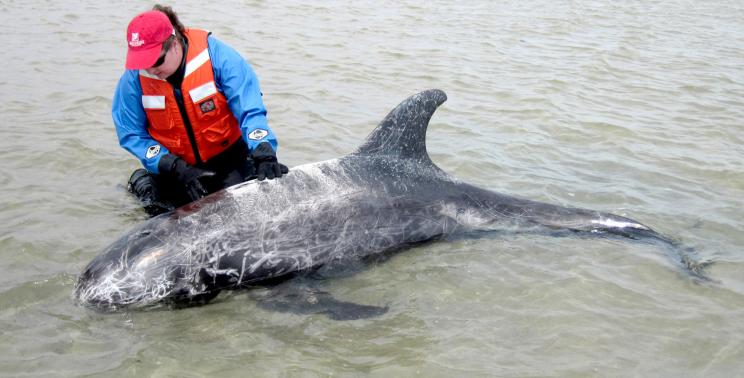 Riverhead Foundation for Marine Research and Preservation, Risso's dolphin