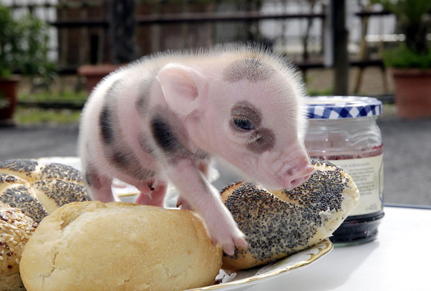 newborn micro pigs in memleben zoo in germany