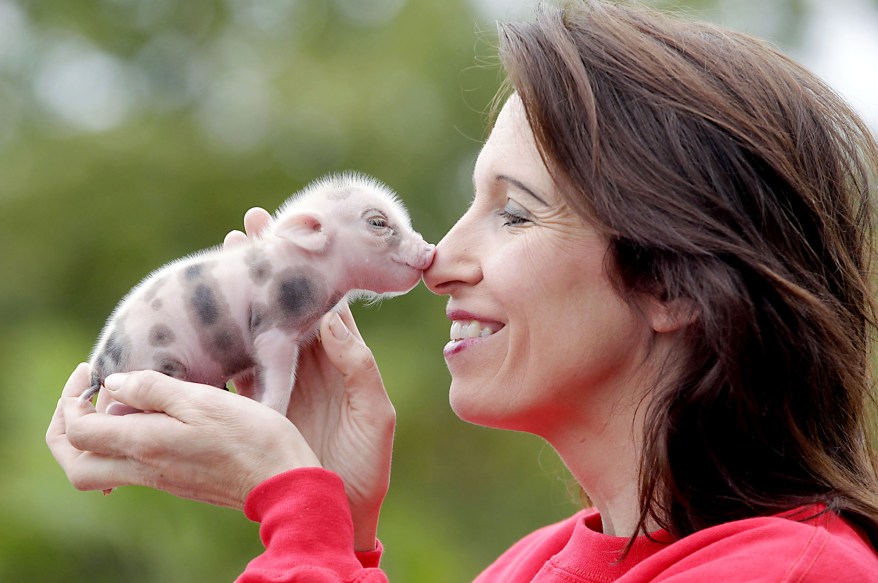 newborn micro pigs in memleben zoo in germany