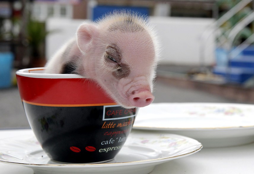 newborn micro pigs in memleben zoo in germany