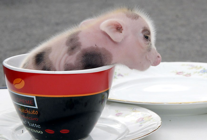 newborn micro pigs in memleben zoo in germany