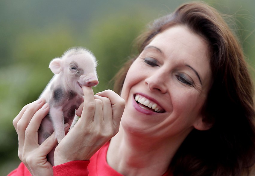 newborn micro pigs in memleben zoo in germany