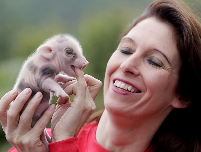 newborn micro pigs in memleben zoo in germany