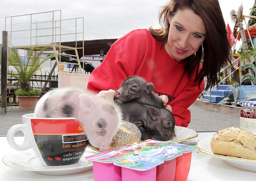 newborn micro pigs in memleben zoo in germany