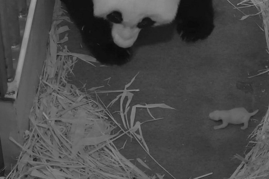 Mei Xiang