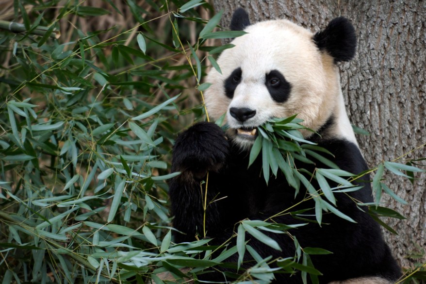 Mei Xiang Giant Panda