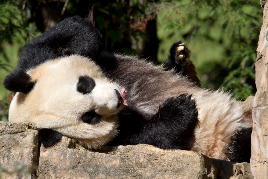 Mei Xiang, Tian Tian