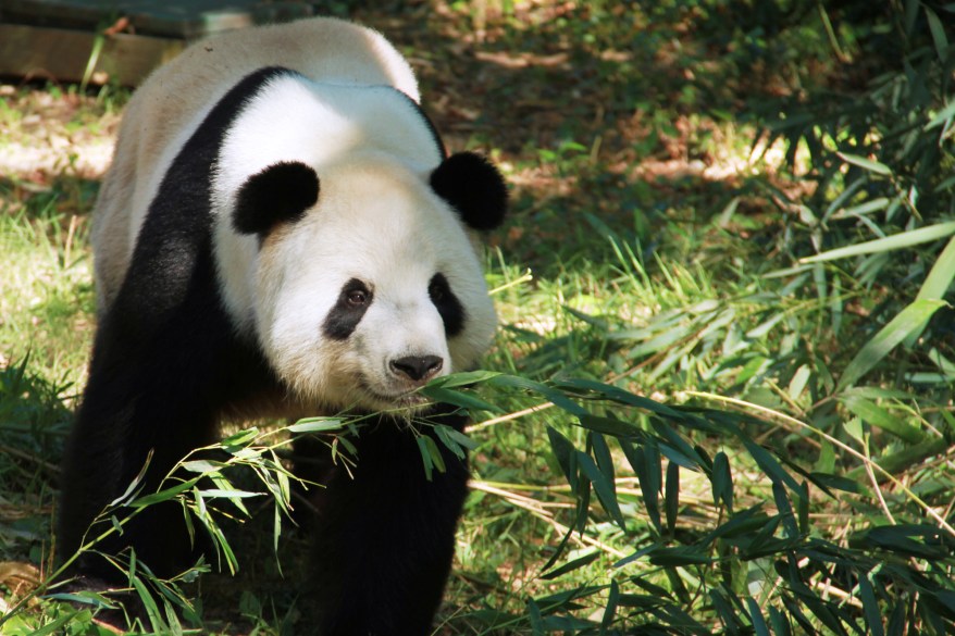 US-WASHINGTON-GIANT PANDA-CUB