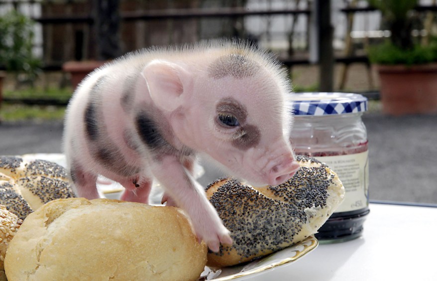 Germany's Memleben Zoo welcomes newborn micro pigs