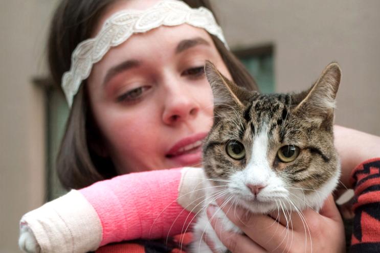 Cat survives 11-story fall