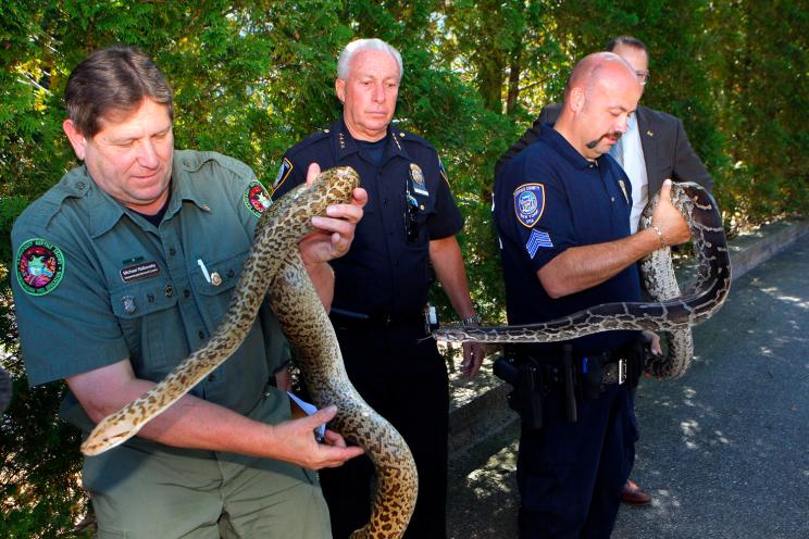 Hundreds of snakes taken from home on Long Island