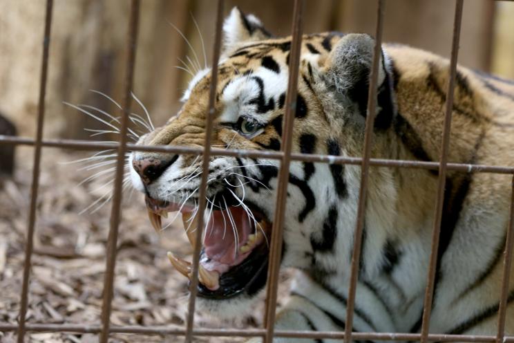 A zookeeper was mauled to death by a tiger in Germany