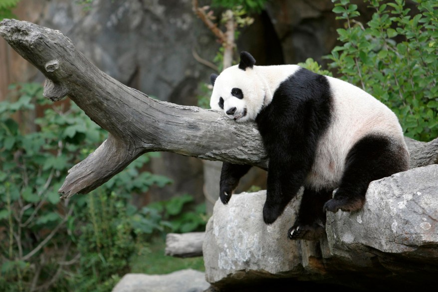 Giant panda Mei Xiang sleeps at the National Zoo in Washington