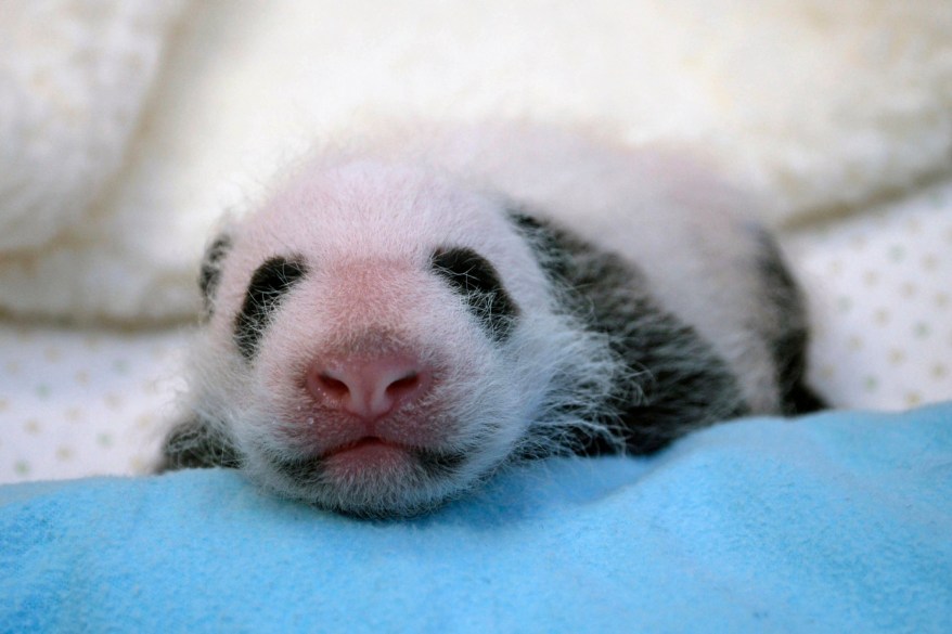 The giant panda cub born at the Smithsonian’s National Zoo receives her first veterinary exam in Washington