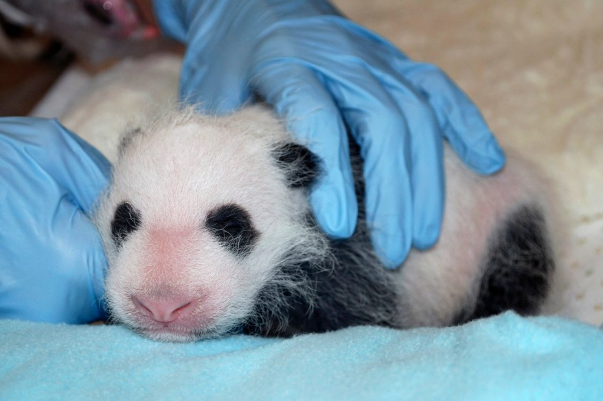 The giant panda cub born at the Smithsonian’s National Zoo receives her first veterinary exam in Washington