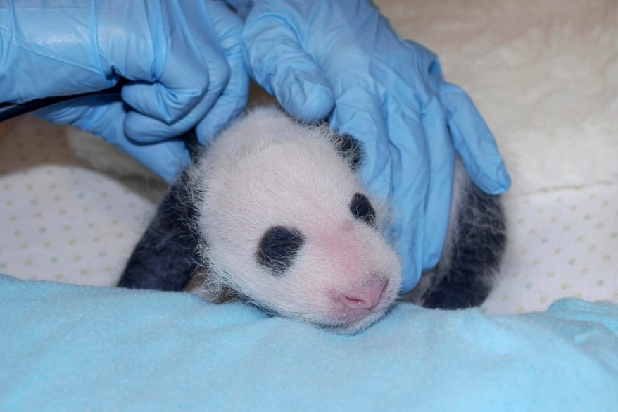 The giant panda cub born at the Smithsonian’s National Zoo receives her first veterinary exam in Washington