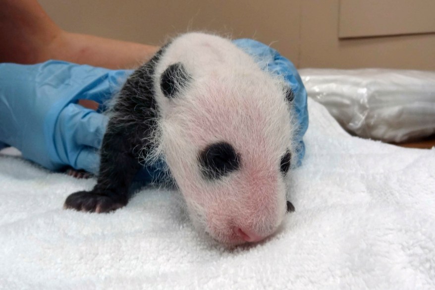 The giant panda cub born at the Smithsonian’s National Zoo receives her first veterinary exam in Washington