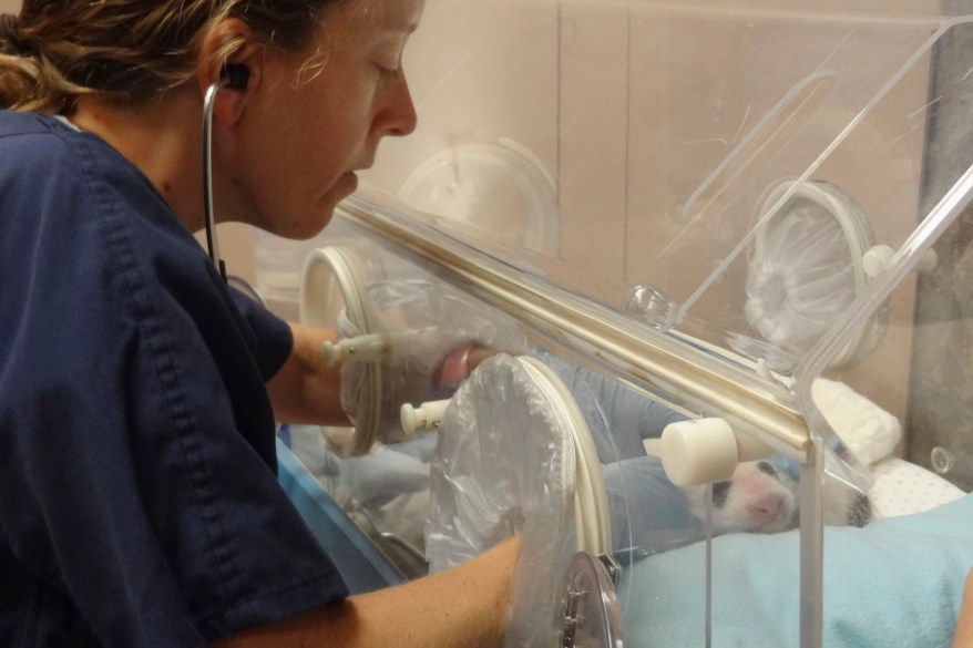 The giant panda cub born at the Smithsonian’s National Zoo receives her first veterinary exam in Washington