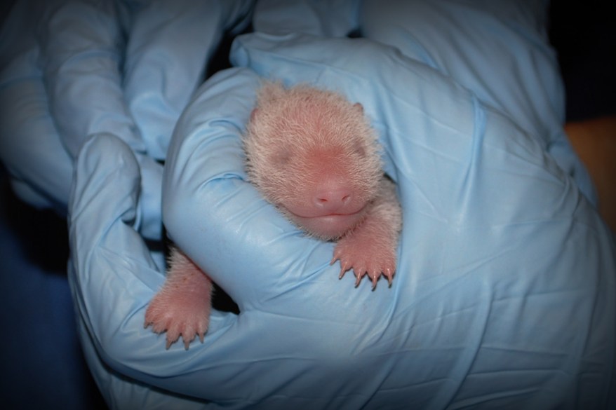 Giant Panda Mei Xiang Gives Birth at Smithsonian’s National Zoo