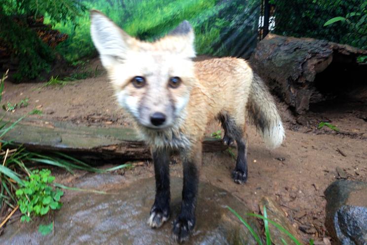 Montana, a female red fox, burrowed out of her Staten Island Zoo enclosure.