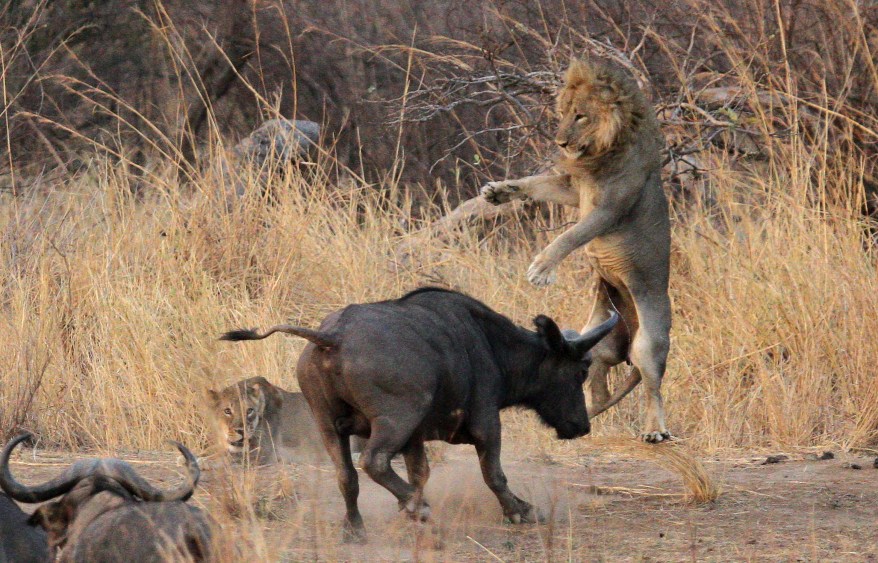 Buffalo V Lion