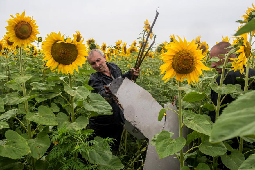 A miner pulls out a piece of debris from a sunflower field.