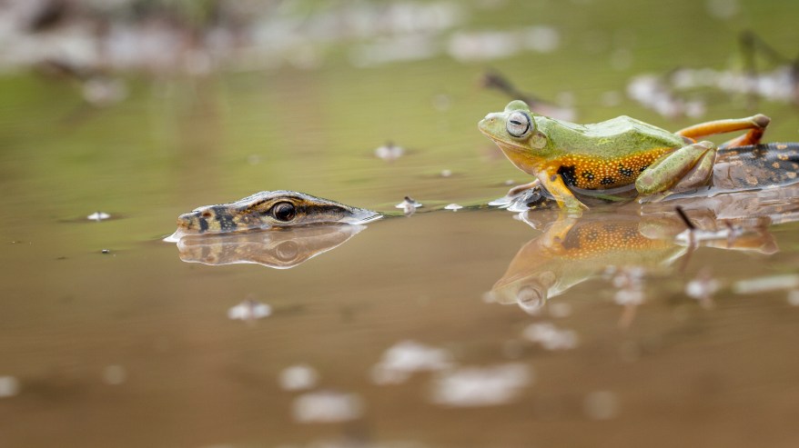 WEST KALIMANTAN, INDONESIA - DECEMBER 31: A flying frog cheekily clambers on top of a lizard in West Kalimantan, Indonesia. PHOTOGRAPH BY Hendy Mp / Barcroft Media UK Office, London. T +44 845 370 2233 W www.barcroftmedia.com USA Office, New York City. T +1 212 796 2458 W www.barcroftusa.com Indian Office, Delhi. T +91 11 4053 2429 W www.barcroftindia.com