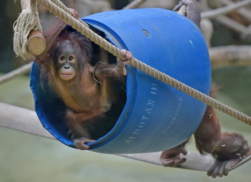 Orangutan baby Cinta plays in a barrel on Friday, Jan. 23, 2015 at the zoo in Cologne, Germany. (AP Photo/Martin Meissner)