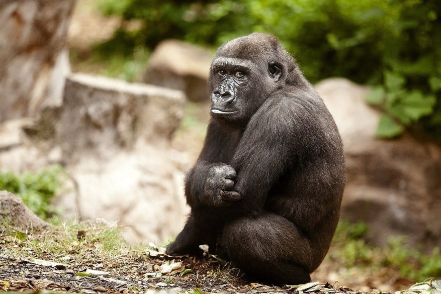 epa04578111 A picture made available on 23 January 2014 shows seven-years old male gorilla Ubongo resting in his facilities at Loro Parque Zoo in Puerto de la Cruz city, Tenerife Island, Canary Islands, southwestern Spain, 22 January 2015. Ubongo and Kiburi, a ten years old male gorilla, came from Hannover Adventure Zoo to join the five-gorilla population of the Canary zoo. EPA/RAMON DE LA ROCHA