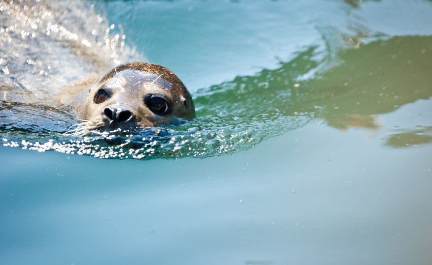 A seal swims in a Frankfurt, Germany, zoo.