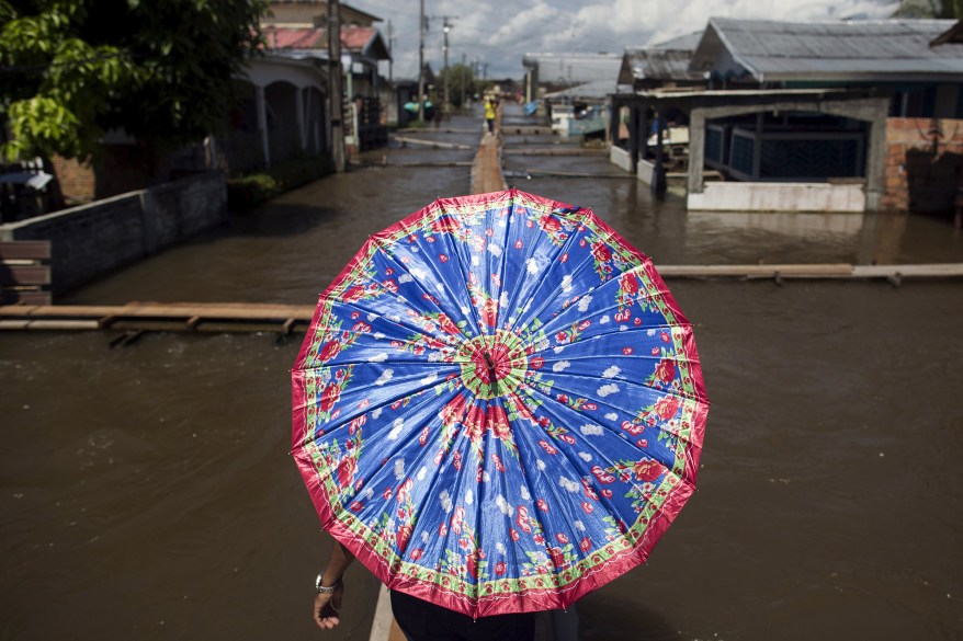 A resident uses a makeshift walkway in flooded Careiro da Varzea of Amazonas State, Brazil.