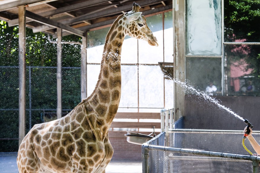 A worker cools down a giraffe in a heatwave in a Rhenen, Netherlands, zoo.