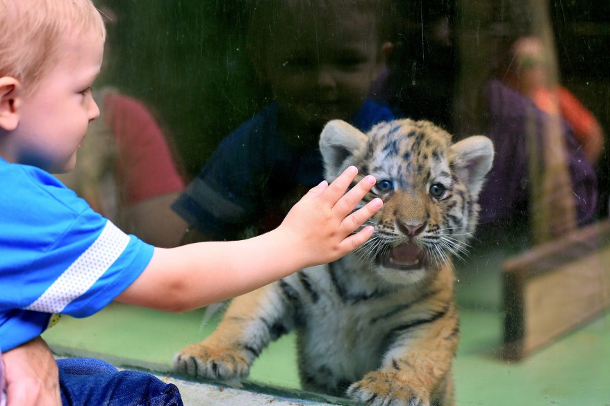 A tiger cub is unimpressed with its visitor at a Olomouc, Czech Republic, zoo.