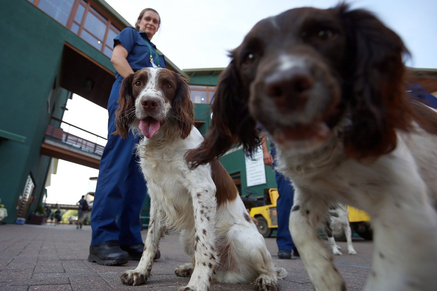 Police dogs sniff a camera at the Wimbledon Tennis Championships in London.