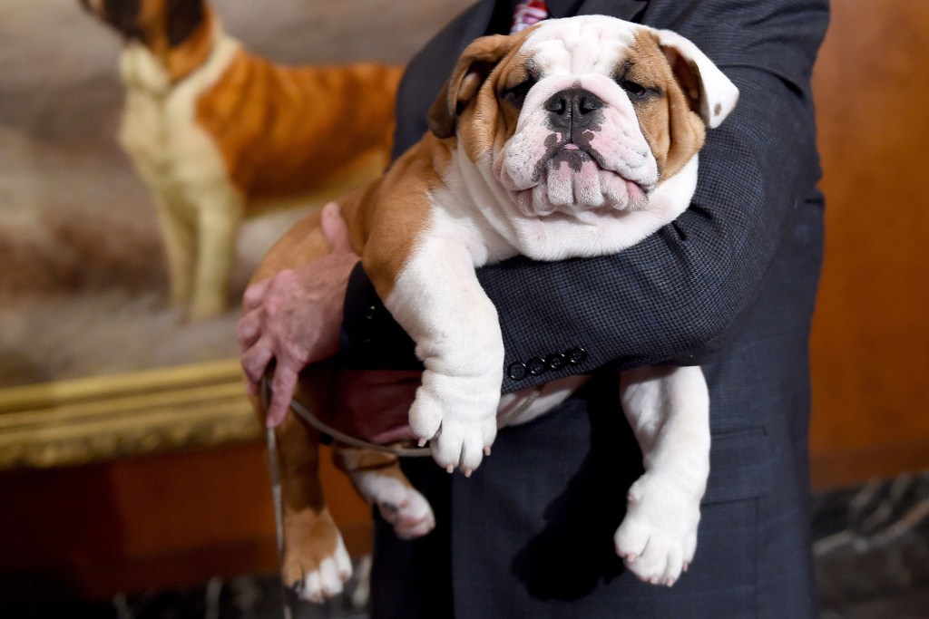 A bulldog is shown to press at the American Kennel Club in New York.