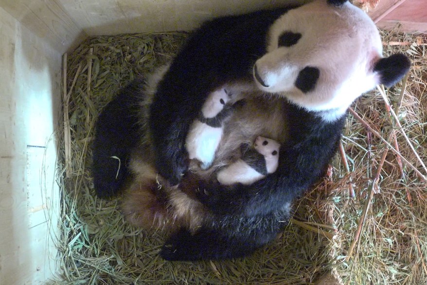 A panda holds her two newborn cubs in a Vienna zoo.