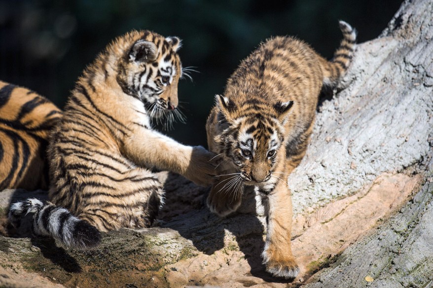 Tiger cubs play in a Duisburg, Germany, zoo.