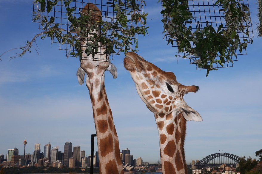 Giraffes celebrate the 100th anniversary of the Taronga Zoo in Sydney, Australia.