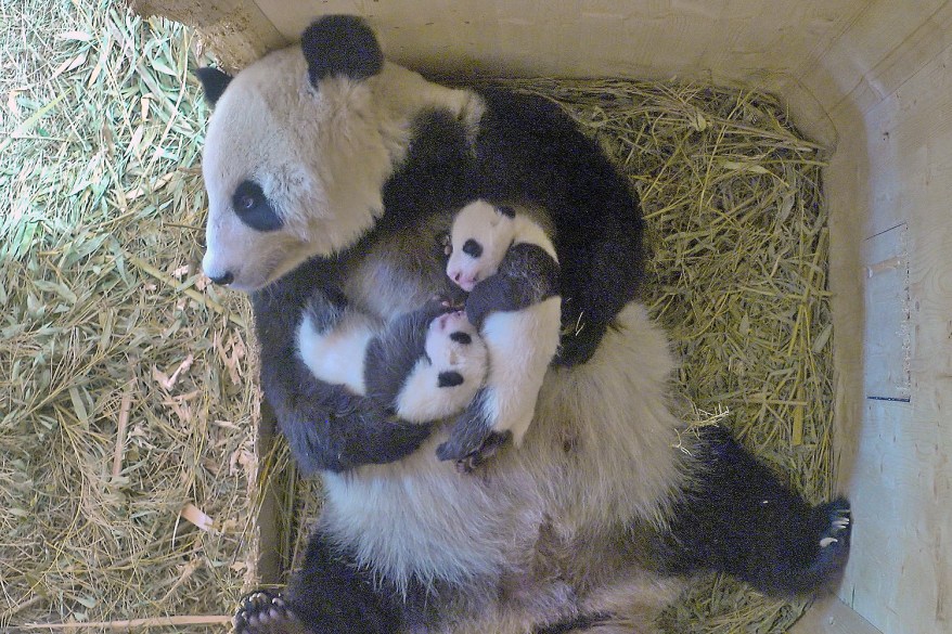 Giant panda Yang Yang cuddles with her twin cubs at Schoenbrunn Zoo in Vienna, Austria.