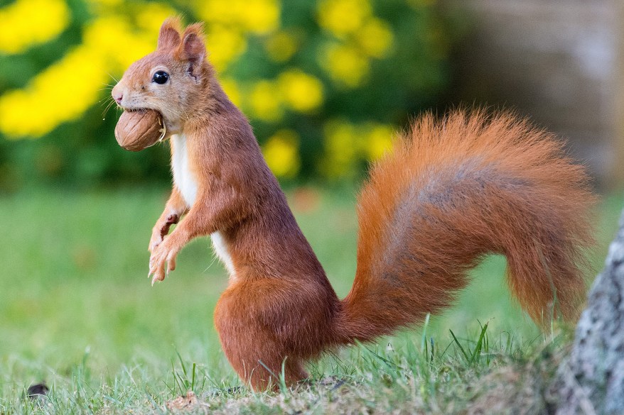 A squirrel carries a walnut in its mouth in Rotenburg, Germany.